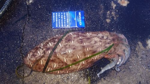 モンゴウイカの釣果