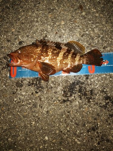 キジハタの釣果