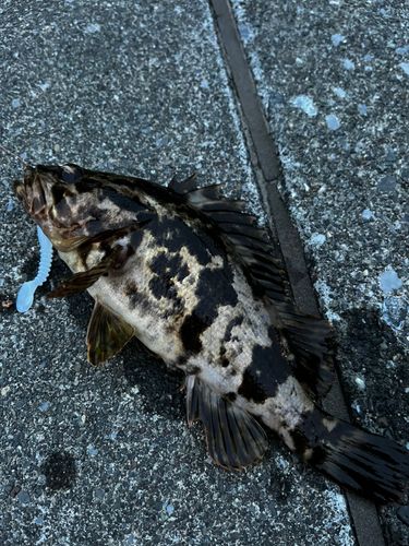 タケノコメバルの釣果