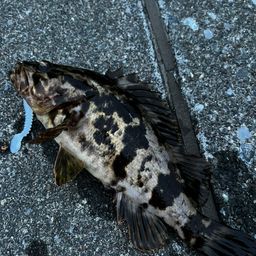 タケノコメバル