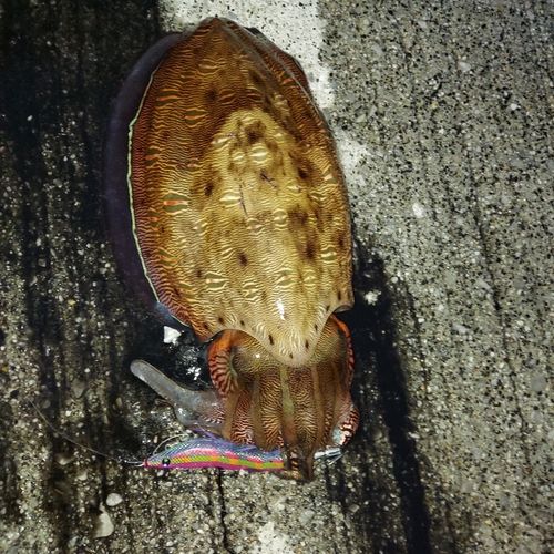 コウイカの釣果