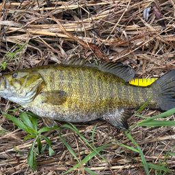 スモールマウスバス