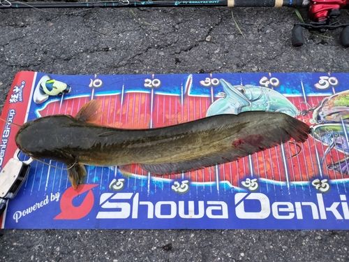 マナマズの釣果