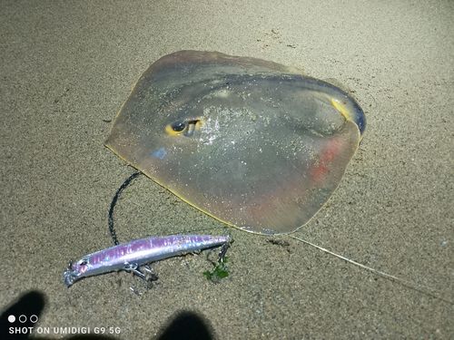 エイの釣果