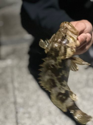 タケノコメバルの釣果