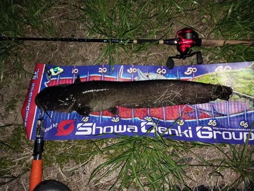 マナマズの釣果