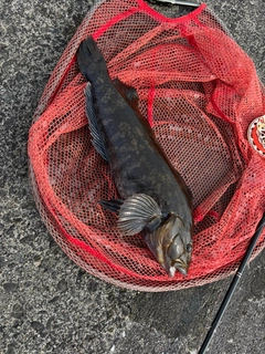 アイナメの釣果