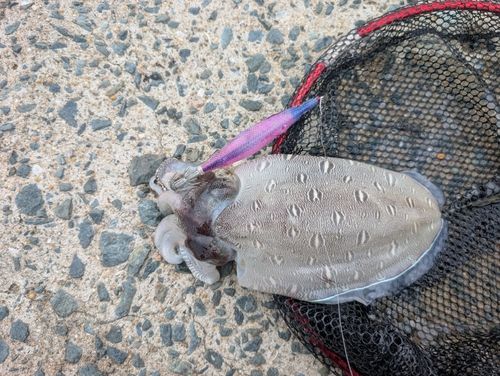 モンゴウイカの釣果