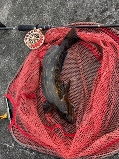 アイナメの釣果