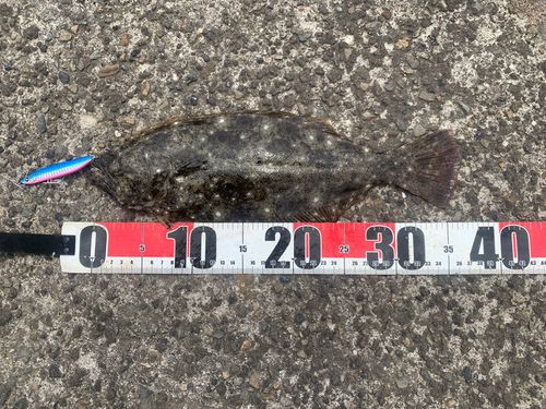 ヒラメの釣果