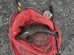 アイナメの釣果