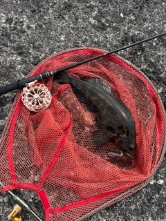 アイナメの釣果