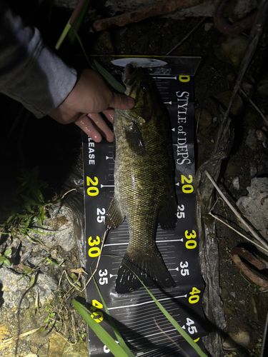 スモールマウスバスの釣果