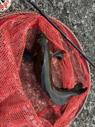 アイナメの釣果