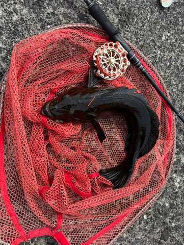 アイナメの釣果