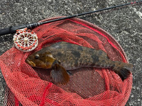 アイナメの釣果