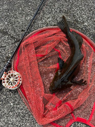 アイナメの釣果