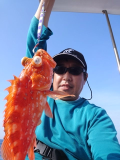ウッカリカサゴの釣果