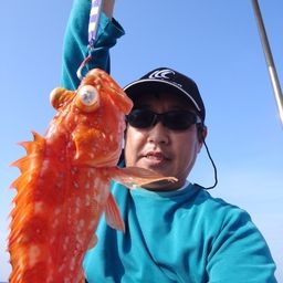 ウッカリカサゴ