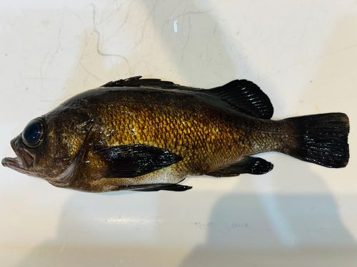 シロメバルの釣果