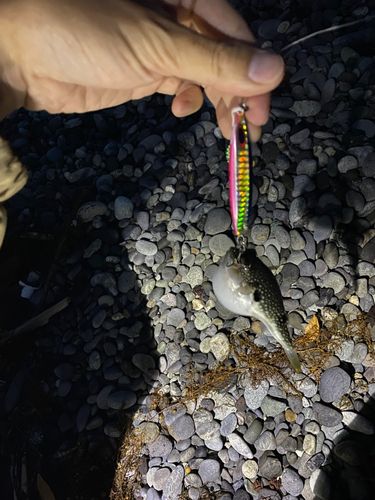 クサフグの釣果