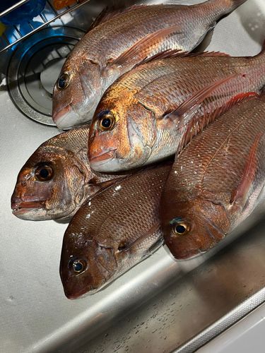 マダイの釣果