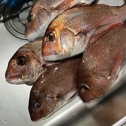 マダイ