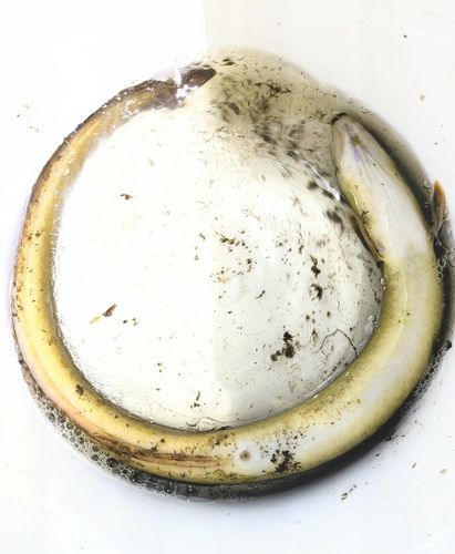 ニホンウナギの釣果