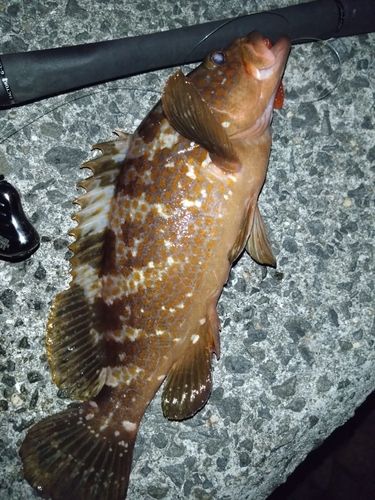 アコウの釣果