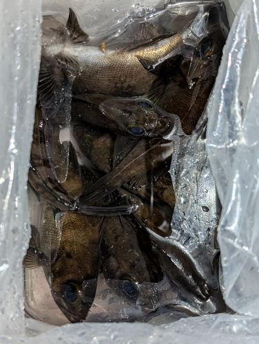メバルの釣果
