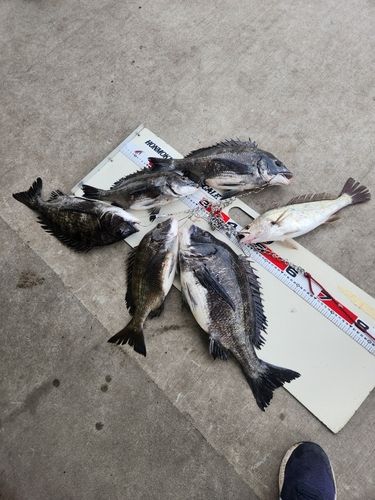 クロダイの釣果