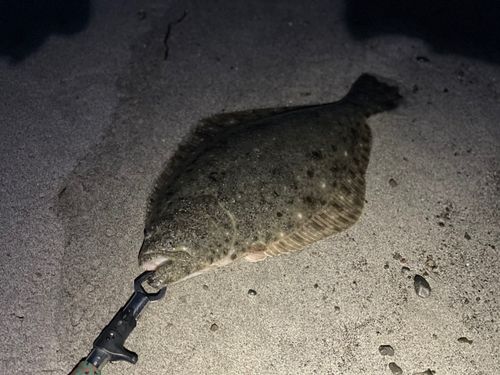 ヒラメの釣果
