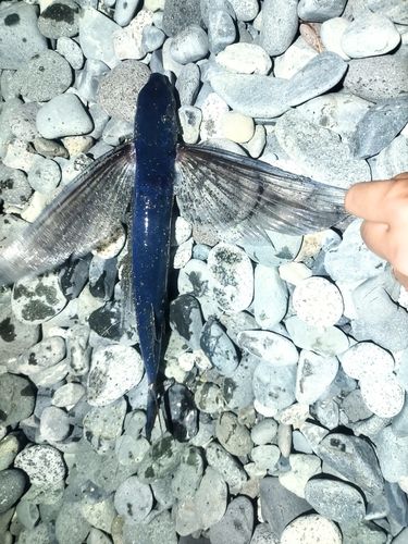 トビウオの釣果