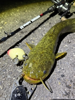 ナマズの釣果