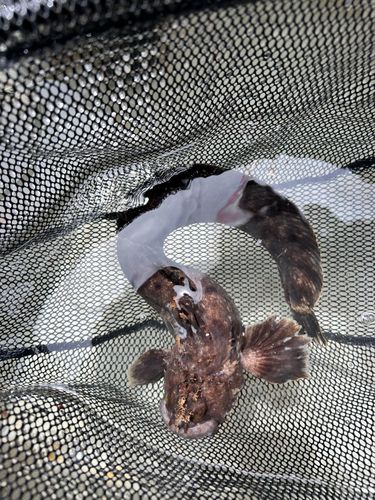 フサギンポの釣果
