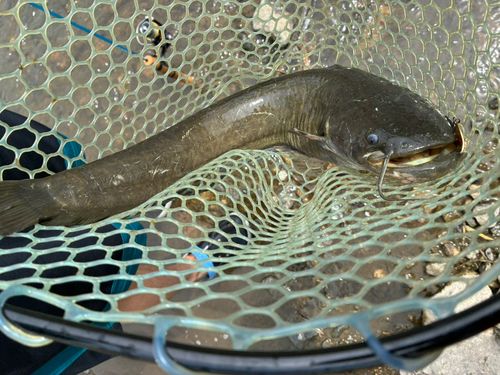 マナマズの釣果