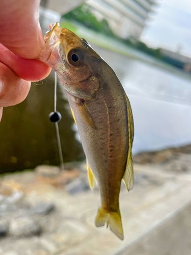 セイゴ（マルスズキ）の釣果