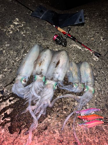 アオリイカの釣果