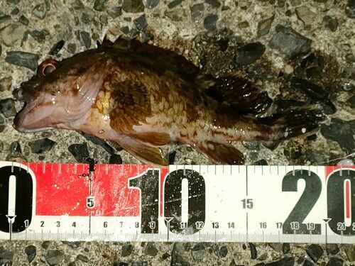 カサゴの釣果