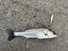 セイゴ（タイリクスズキ）の釣果