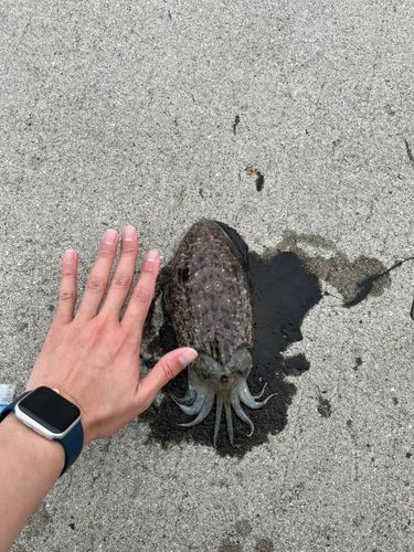 コウイカの釣果