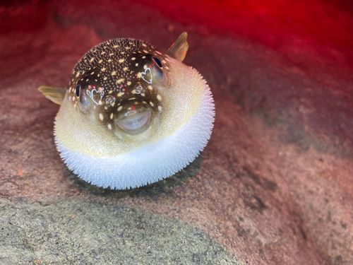 クサフグの釣果