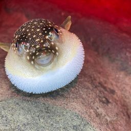 クサフグ