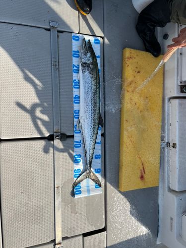 サワラの釣果