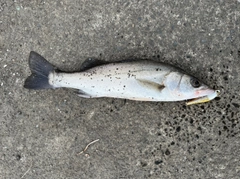 セイゴ（タイリクスズキ）の釣果