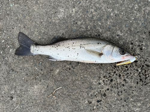 セイゴ（タイリクスズキ）の釣果