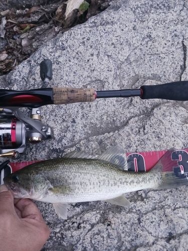 ラージマウスバスの釣果