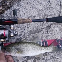 ラージマウスバス