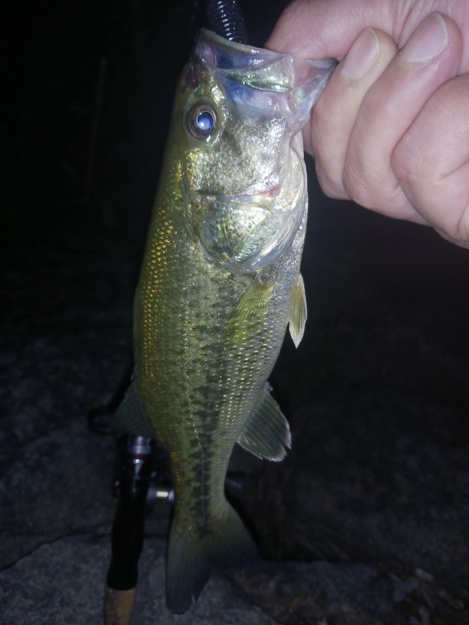 ラージマウスバス