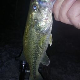 ラージマウスバス